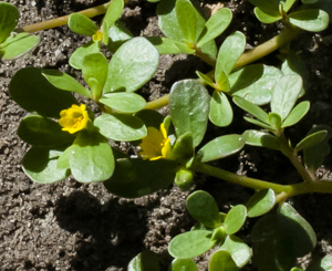 Common purslane flower detail